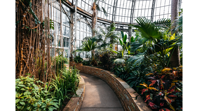 A botanical garden in a glasshouse.