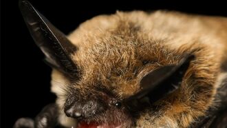 Video: Bats Face Off in Beauty Competition