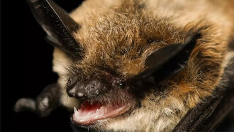 Video: Bats Face Off in Beauty Competition