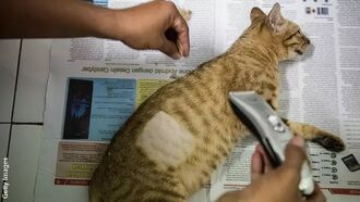 Serial Cat Shaver on the Prowl in New Zealand