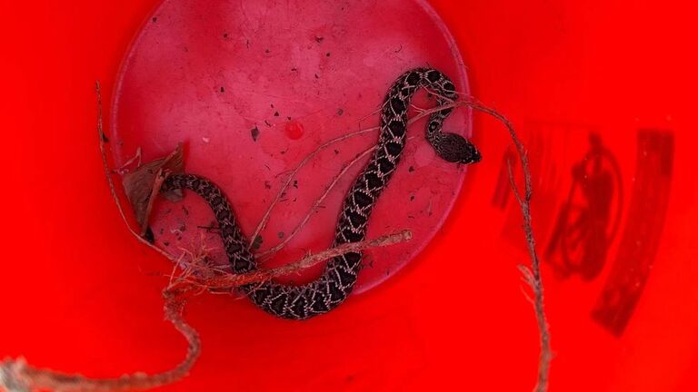 Venomous Snake In Martin County