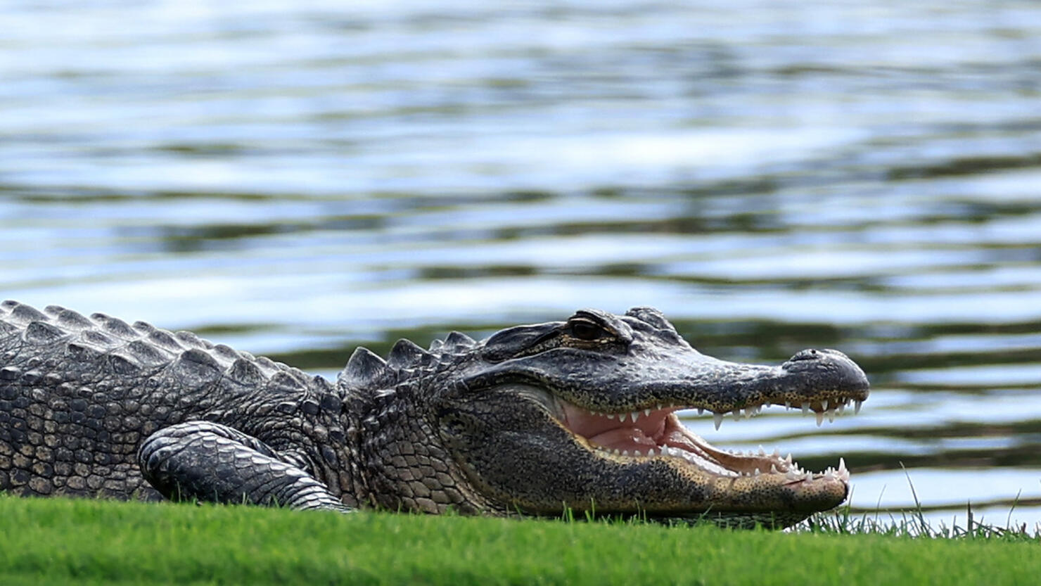 THE PLAYERS Championship - Previews