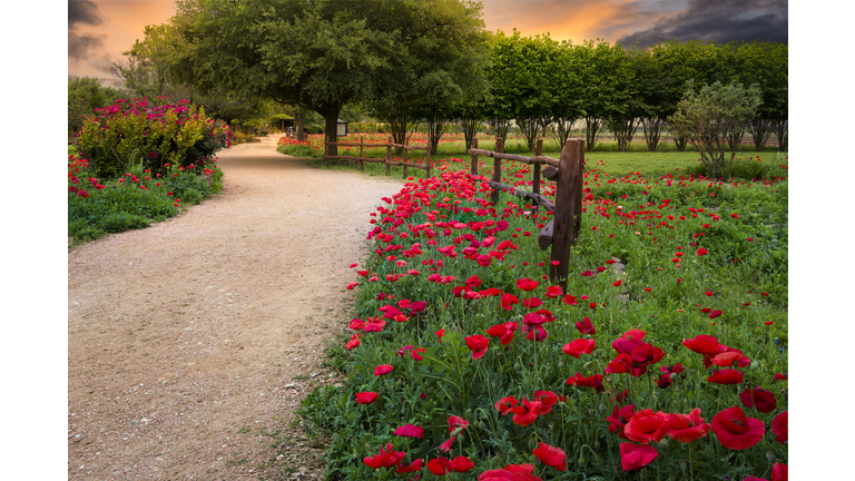 Red Corn Poppies in Central Texas