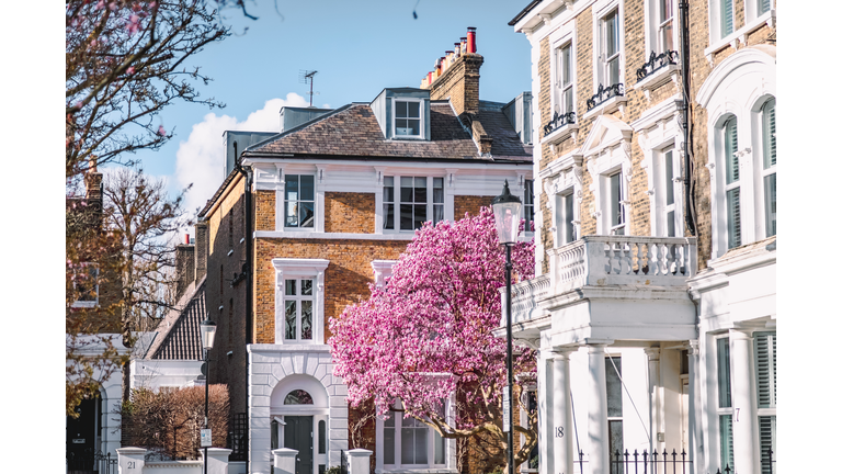 Blooms of Elegance: Pink Magnolia Blossoms Adorn London's Streets in Spring
