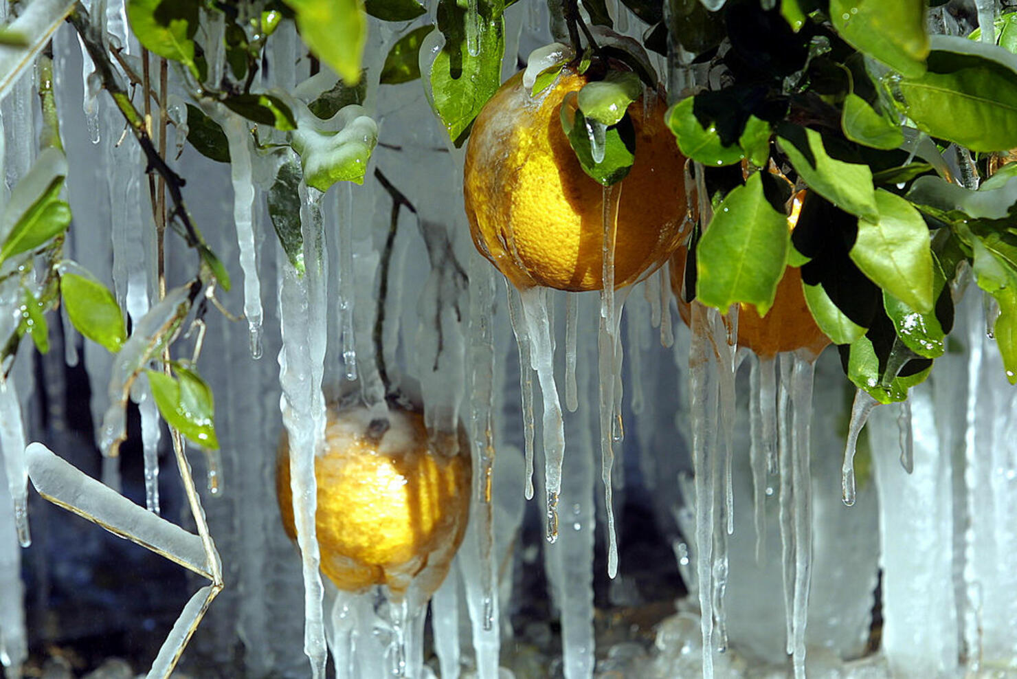 Florida Hit With Hard Freeze