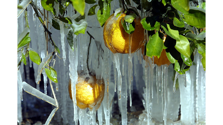 Florida Hit With Hard Freeze