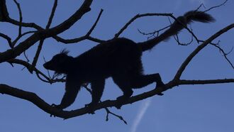 Video: Weird 'Mystery Creature' Seen at West Virginia Park