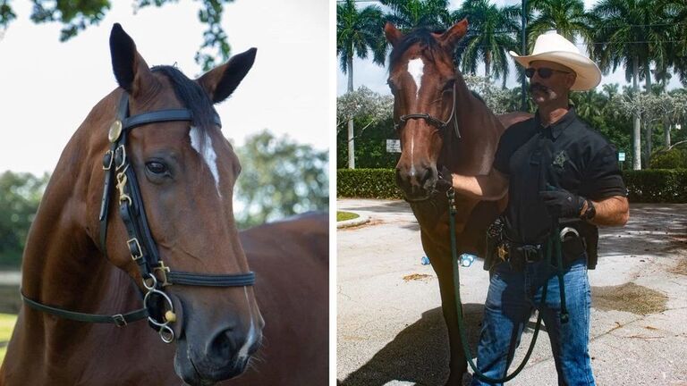 PBSO Horse Vanessa Has Died