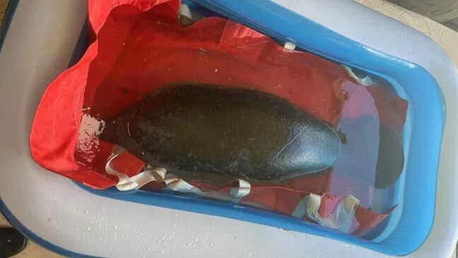 Small Manatee In Kiddie Pool