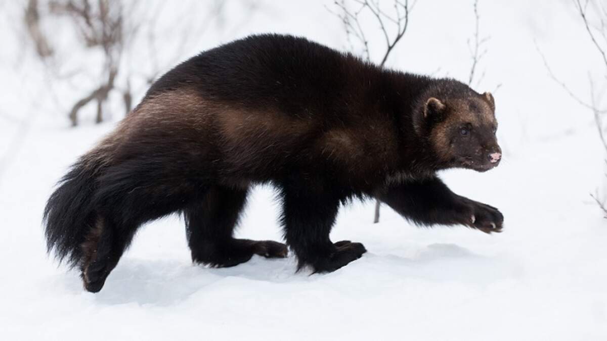 Mystery Creature Filmed Near Yellowstone May be Rare Wolverine Sighting ...