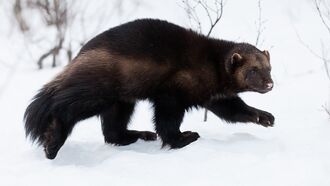 Watch: Mystery Creature Filmed Near Yellowstone May be Rare Wolverine Sighting