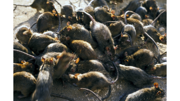 black rat