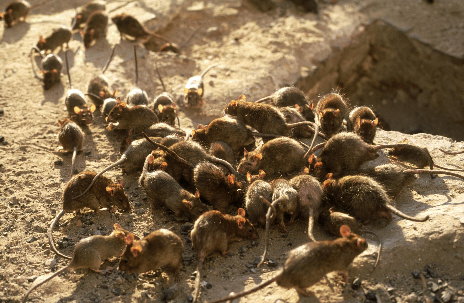 black rats