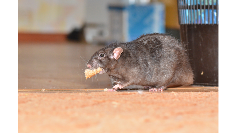 Black pet rat