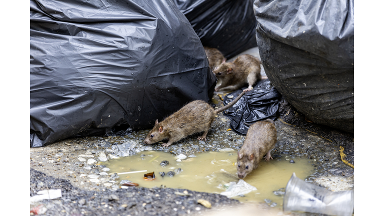 Dirty disgusting rats on area that was filled with sewage, smelly, damp, and garbage bags. Referring to the problem of rats in the city, disease outbreaks from animals, filth of city. Selective focus.