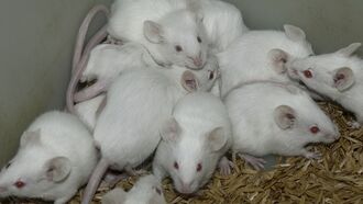 Video: Hundreds of Mice Turned Over to Animal Shelter by 'Overwhelmed' Man