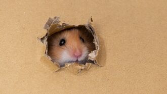 Dozens of Escaped Hamsters Ground Airliner