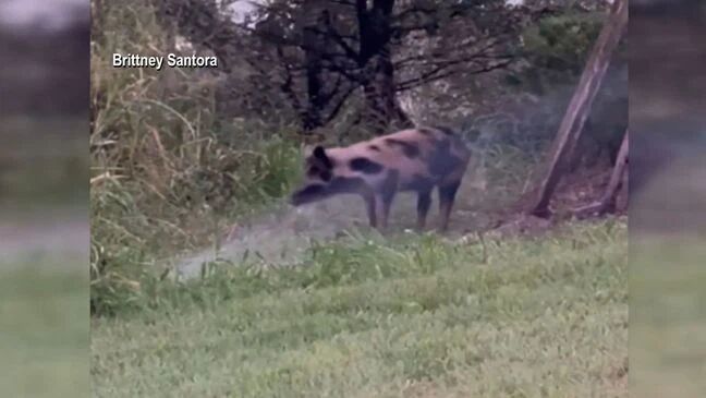 Wild Boars In Port St. Lucie's Tradition