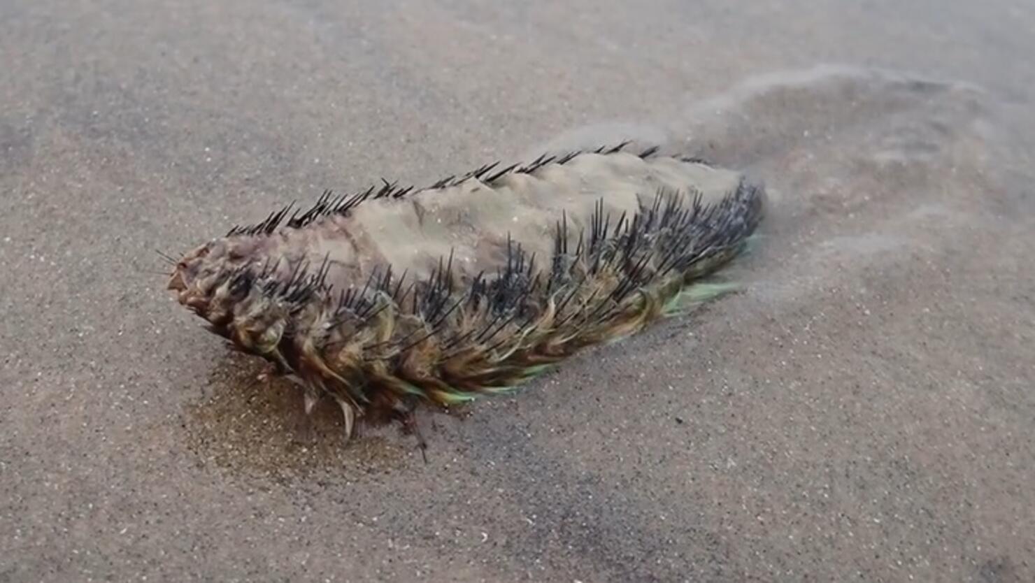 Watch 'Alien' Creature Spotted on British Beach iHeart