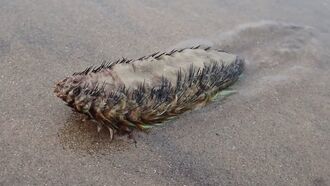 Watch: 'Alien' Creature Spotted on British Beach