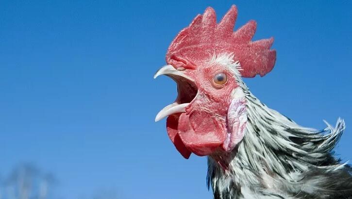 Woman Allegedly Sprays Bear Mace at Driver Who Killed Chicken Crossing Road