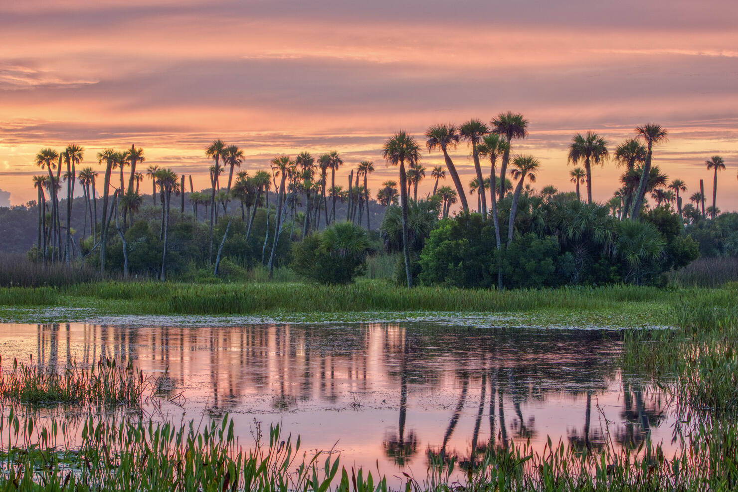 Breathtaking Orlando Wetlands Park During a Vibrant Sunrise in Central Florida USA