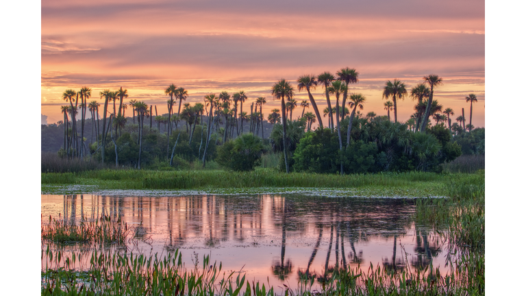 Breathtaking Orlando Wetlands Park During a Vibrant Sunrise in Central Florida USA