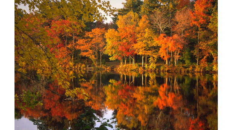 Autumn Foliage