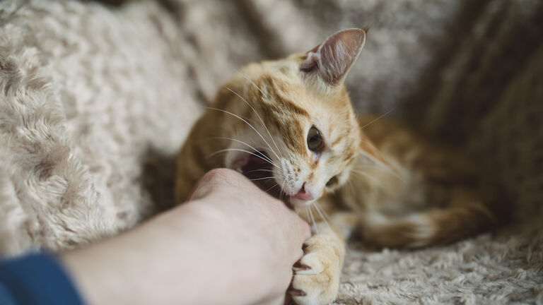 Tabby cat biting hand of its owner