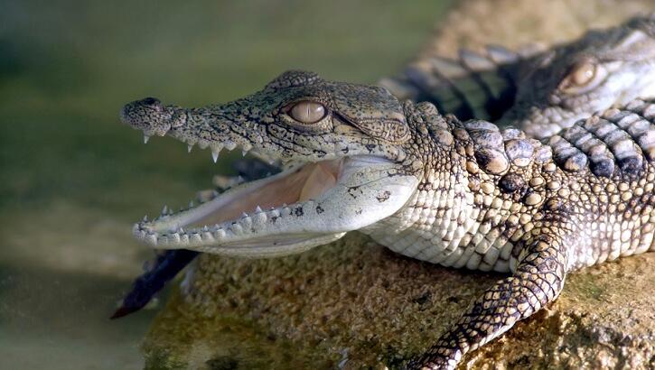 Video: Alligator Spotted on Detroit's Belle Isle