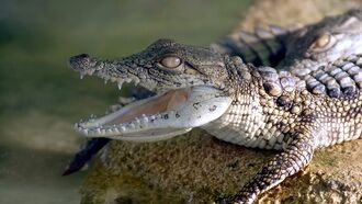 Video: Argument over Anime Leads to Odd Animal Cruelty Charges in Alaska