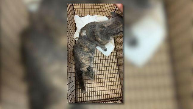 Kitty Kitty Was Shot With Pellet Gun