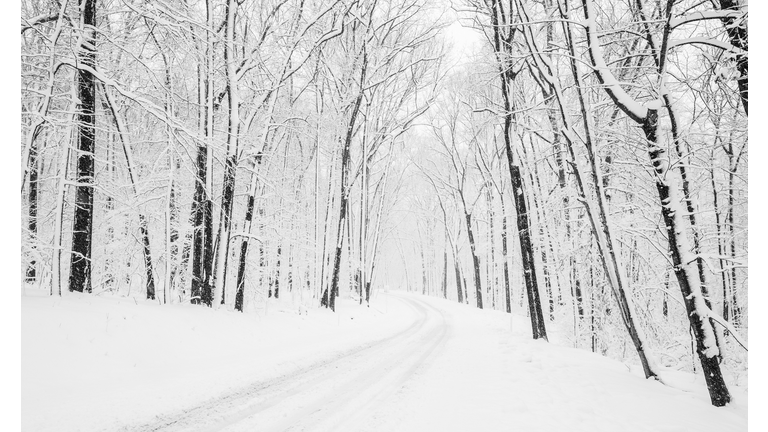 Trees on snow covered land,Cornwall,Pennsylvania,United States,USA