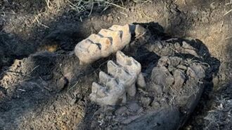 Video: Complete Mastodon Jaw Unearthed from New York State Homeowner's Lawn