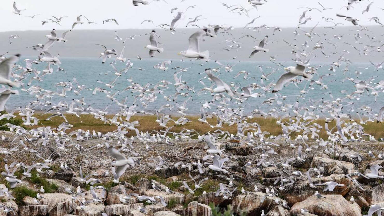 NORWAY-HEALTH-VIRUS-BIRD FLU