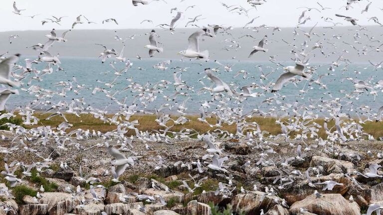 NORWAY-HEALTH-VIRUS-BIRD FLU
