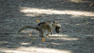 Watch: Scientists Stunned to See Squirrels Hunting and Eating Small Rodents