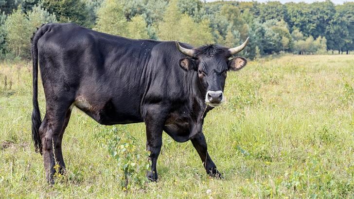 Cattle Mutilation Case Reported in Oregon | iHeart