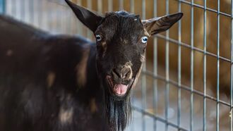 Texas Teen Allegedly Poisons Rival's Show Goat