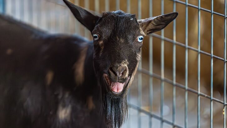 Texas Teen Allegedly Poisons Rival's Show Goat