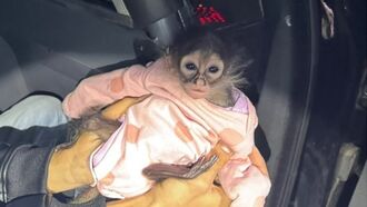 Video: California Cops Seize Baby Spider Monkey Discovered During Traffic Stop