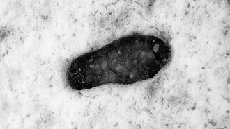 Watch: Bigfoot Prints Found on Snowy New York State Driveway?