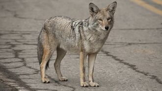 Watch: Coyote Pulled From Chicago Grocery Store Cooler