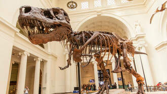 Chicago free museum days winter 2025