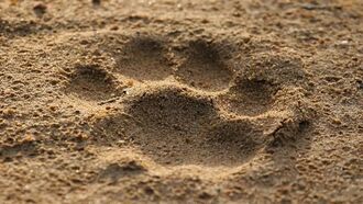 Video: Peculiar Paw Prints Left Behind by Legendary Australian Phantom Panther?