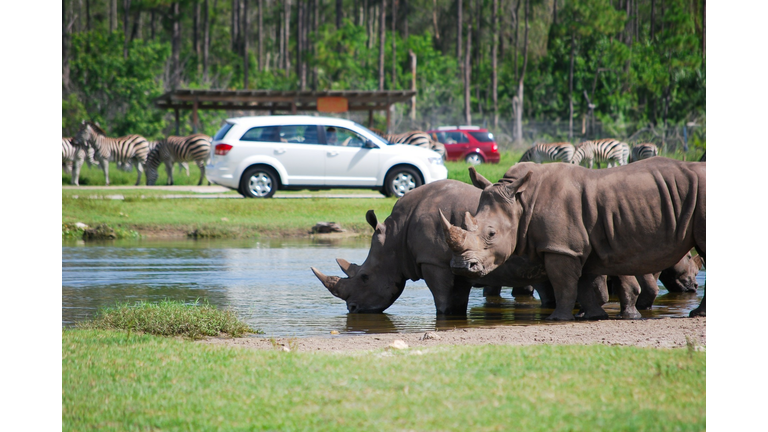 Rhinos At Lion Country Safari