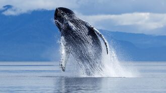 Watch: Astonishing Video Shows Kayaker Being Swallowed by Humpback Whale 