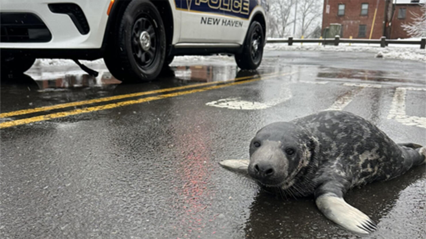 A baby seal on the streets of New Haven, Connecticut.