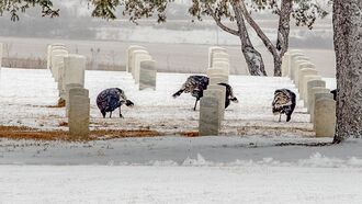 Video: Cemetery Worker Stumbles Upon Trio of Turkeys Eerily Circling Gravestone