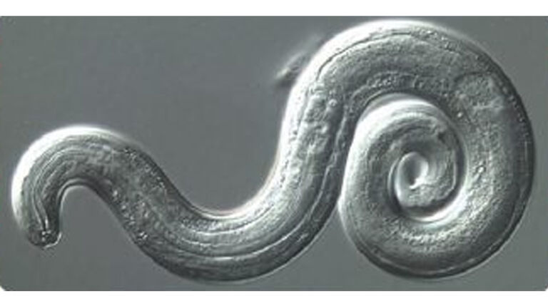 Angiostrongylus cantonensis
